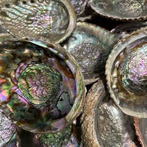 “Random Pick” Abalone Smudge Shells 4”-5” In Size!